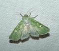 groene weideuil